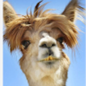 Meet your Posher, Zoey